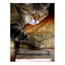 Kitty Sleep Book Postcard