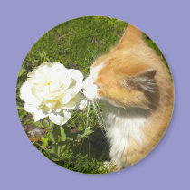 Kitty smells the flower magnets
