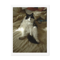 Kitty Tease postcards by Incatneato Kitty Tease postcards
