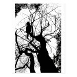 KITTY TREE SILHOUETTE B&W POSTCARD