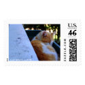 Kitty WAKE UP postage by quadrain61 Kitty WAKE UP postage