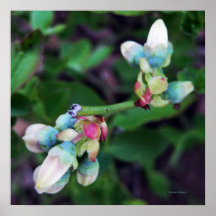 KIW Sparks: Blueberry Blooms Poster