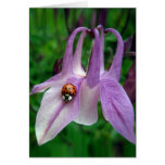 KIW Sparks: Columbine 2 Card