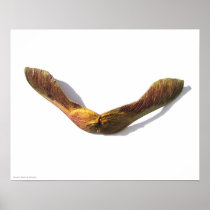 KIW Sparks: Magic Maple Wings Posters