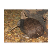 Kiwi Cool @ Auckland Zoo Postcards