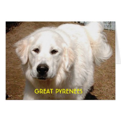 Klondike the Great Pyrenees Cards by StudeorStang