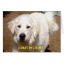 Klondike the Great Pyrenees cards by StudeorStang Klondike the Great Pyrenees cards