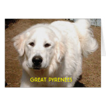 Klondike the Great Pyrenees cards
