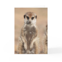 KMP Card 14 - Mitch