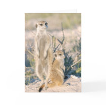 KMP Card 16 - Busta babysitting Nugget