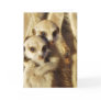 KMP Card 1 - Frisky Pups KMP Card 1 - Frisky Pups