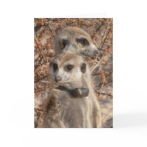 KMP Card 4 - Jo Jo Hello and Habusu by fkmp_store KMP Card 4 - Jo Jo Hello and Habusu