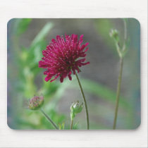 Knautia mousepads by littlewingdesign Knautia mousepads