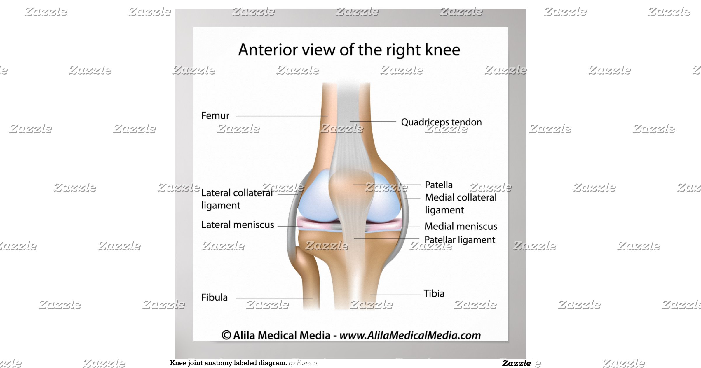 knee_joint_anatomy_labeled_diagram_poster ... Biology Diagrams
