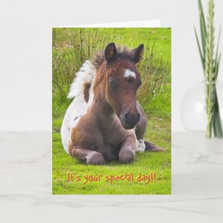 Kneeling Dartmoor Pony Foal birthday card card