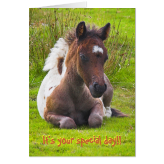 Kneeling Dartmoor Pony Foal birthday card Card