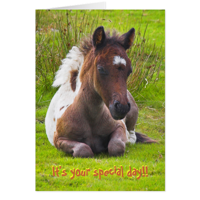 Kneeling Dartmoor Pony Foal birthday card Card