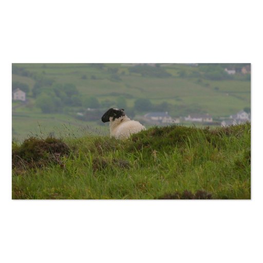 Knocknara Ireland Sheep Lambs Business Cards (back side)