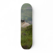 Knocknara Ireland Sheep Lambs Skate Board Deck