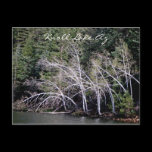 Knoll Lake Arizona Postcard postcards