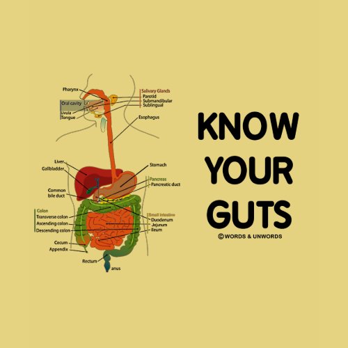 Know Your Guts (Digestive System Anatomical Humor) shirt