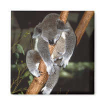koala1 fridge magnet