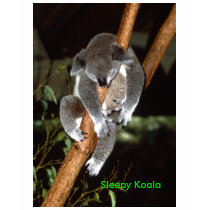 koala1, Sleepy Koala