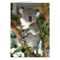 koala2 greeting card