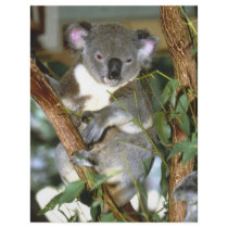 koala2
