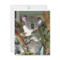 koala2 custom invitation