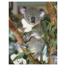 koala2 letterhead template