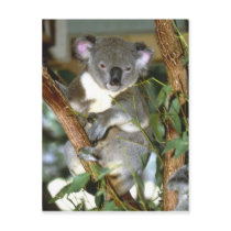 koala2 postcard