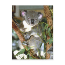 koala2