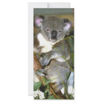 koala2 full color rack card