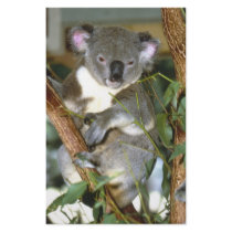 koala2
