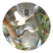 koala2