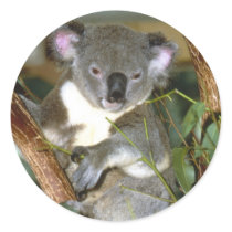 koala2
