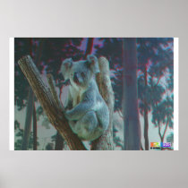 Koala 3D Anaglyph Poster