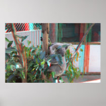 Koala 3D Anaglyph Poster 2