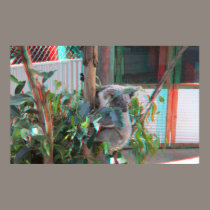 Koala 3D Anaglyph Poster 2 posters