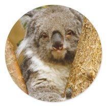 Koala Animal Stickers stickers