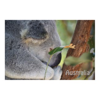 Koala, Australia