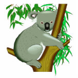 koala-koala bear-australian-australia-aussie-marsupials-cute-cuddy-endangered-animals-real aussie, characters