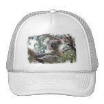 koala,koala bear,marsupial,koalas,koala bears,australia,australian koala bear,bear,bears,australian,aussie,mammal,animal,wildlife,wild life,wild animal,animals,koala photo,koala picture,australian koala,cute koala,love koalas