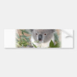 koala, koala bear, bear, marsupial, australia, australian, australian koala, australian koala bear, bears, koala bears, zoo, wild animal, wildlife, animal, animals, outback