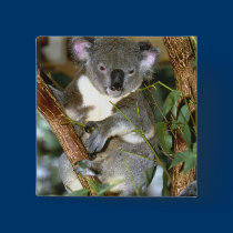Koala Bear buttons