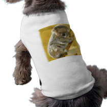 Koala Bear Pet Clothing