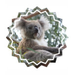 koala, koala bear, australia, australian koala