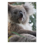 koala, koala bear, australia, australian koala bear, koalas, koala bears, bear, bears, marsupial, australian, aussie, mammal, animal, wildlife, wild life, wild animal, animals, koala photo, koala picture, australian koala, cute koala, love koalas