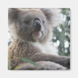 koala, koala bear, australia, australian koala bear, koalas, koala bears, bear, bears, marsupial, australian, aussie, mammal, animal, wildlife, wild life, wild animal, animals, koala photo, koala picture, australian koala, cute koala, love koalas